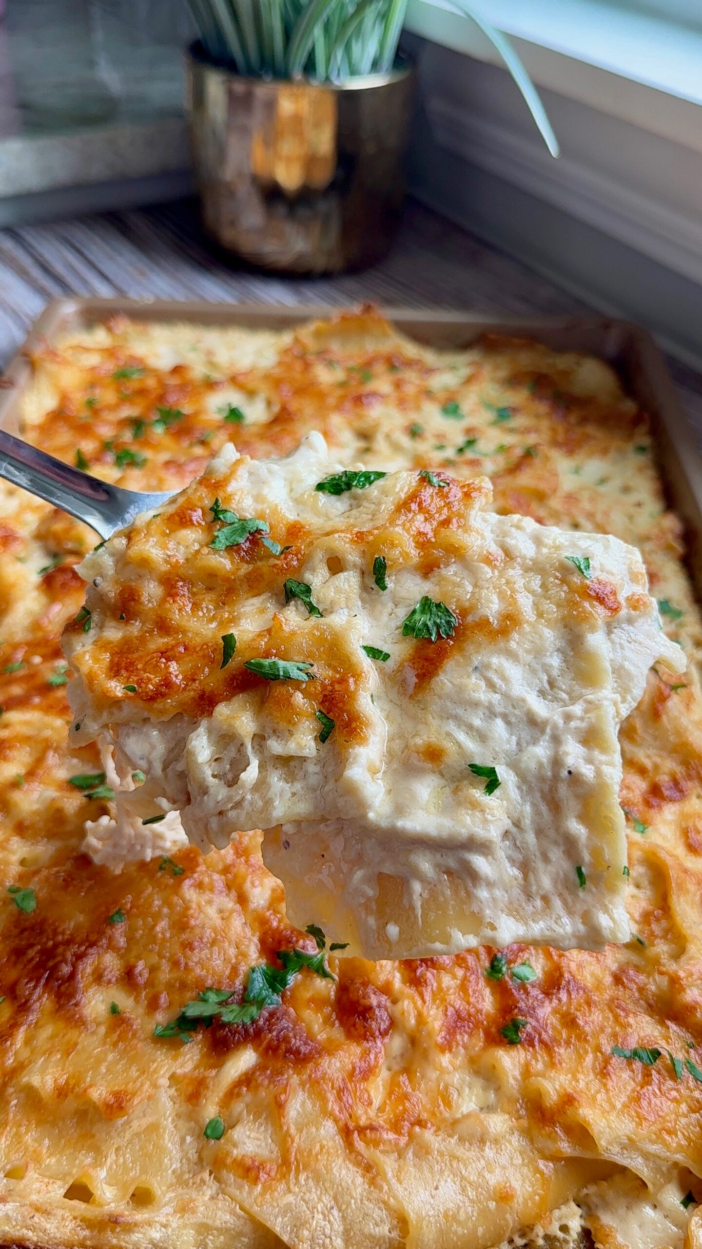 Golden baked chicken alfredo lasagna in a sheet pan, spatula lifting a cheesy slice